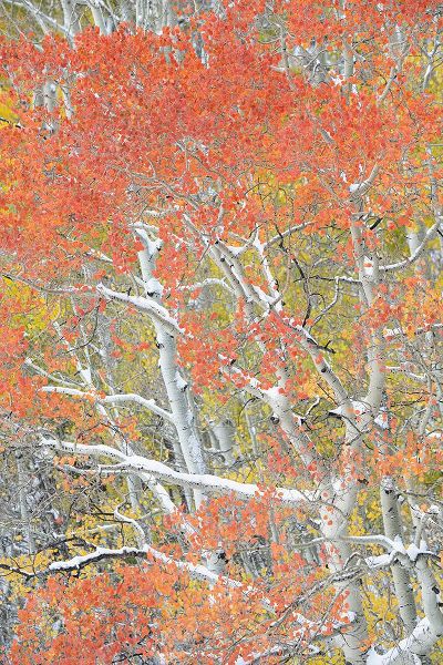Jaynes Gallery 아티스트의 USA-Colorado-Uncompahgre National Forest Autumn snow on aspen trees작품입니다.